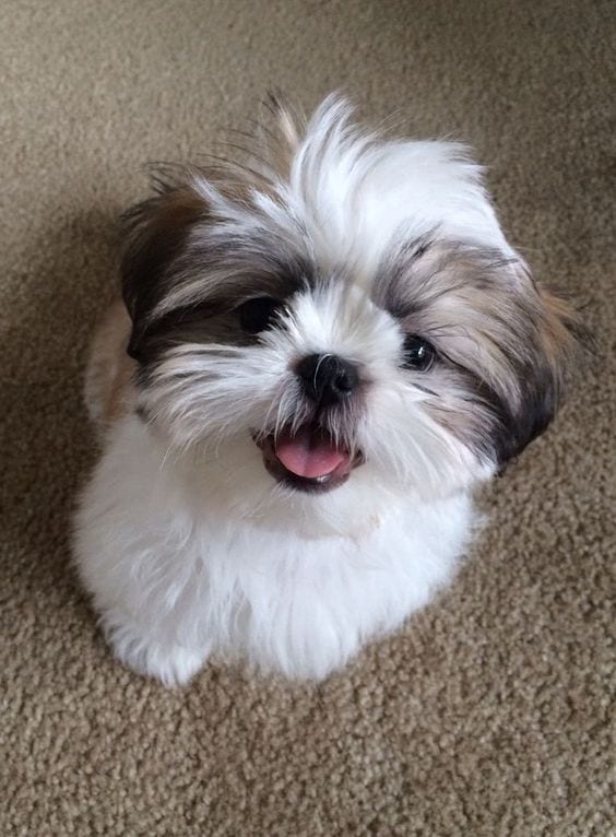 cuddly - Shih Tzu Names