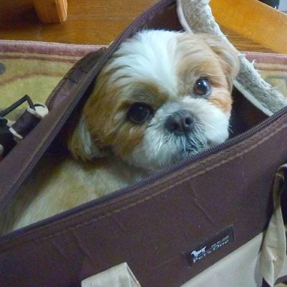 travelers - Facts about your loving Shih Tzu!
