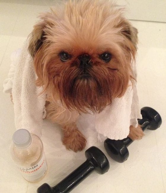 They love to exercise - Facts about your loving Shih Tzu!
