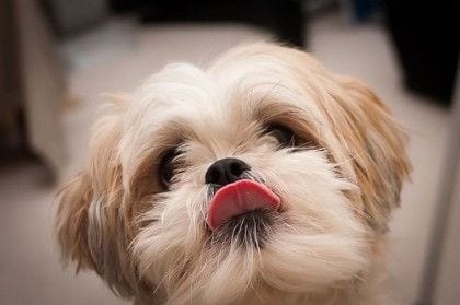 regular check-ups - Facts about your loving Shih Tzu!