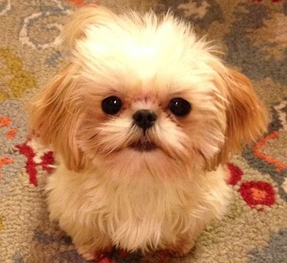 need you - Facts about your loving Shih Tzu!