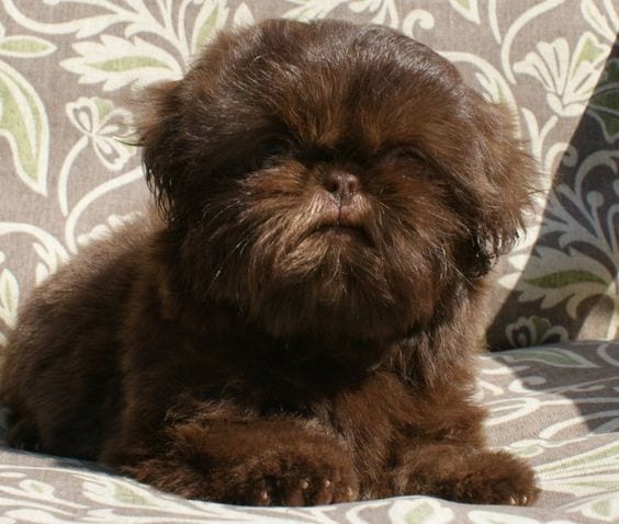 Lion breed - Facts about your loving Shih Tzu!