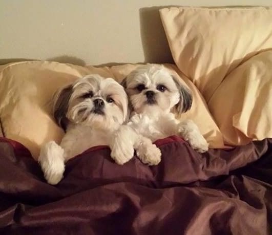 Humanly Snore -Facts about your loving Shih Tzu!