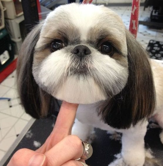 Style Icons -Facts about your loving Shih Tzu!