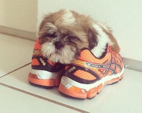 signs of Shih Tzu depression