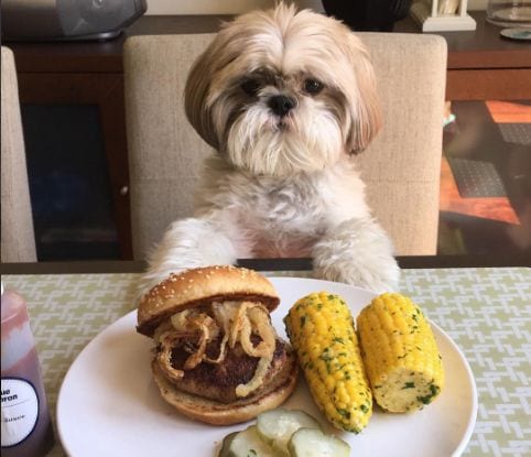 Saying NO to treats and food-signs of Shih Tzu depression