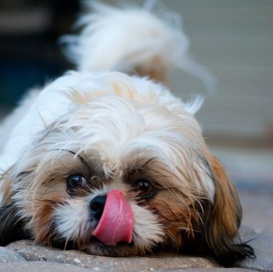 Constantly licking paws- signs of Shih Tzu depression