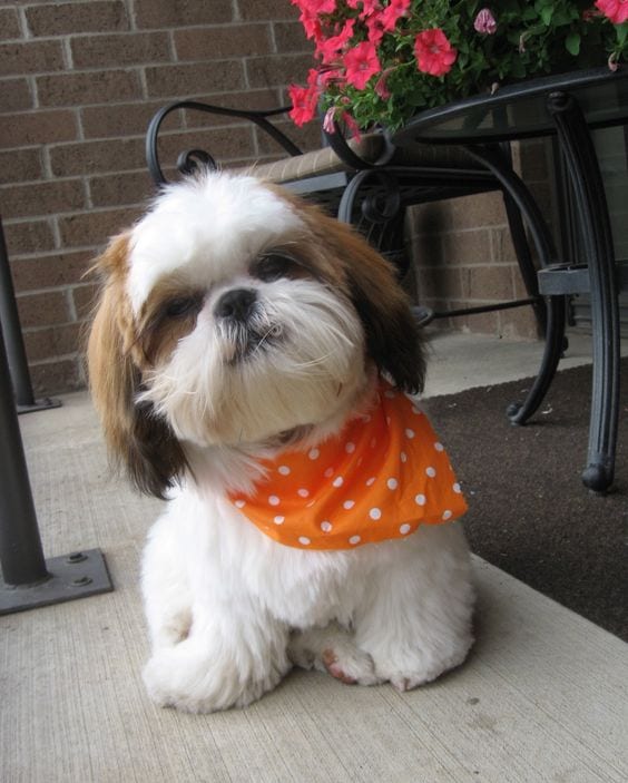 Facts about your loving Shih Tzu!