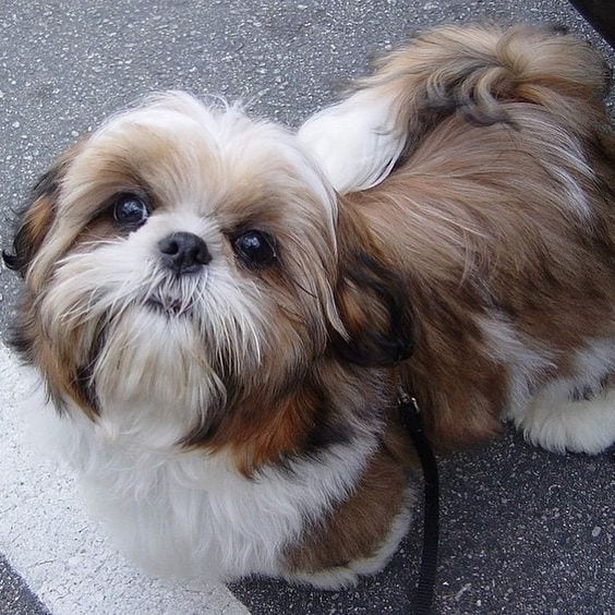 warmth - Facts about your loving Shih Tzu!