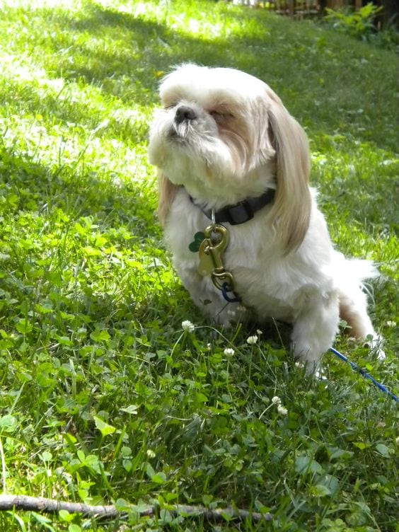 sensitive to heat -  Facts about your loving Shih Tzu!