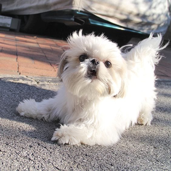 solid white shih tzu