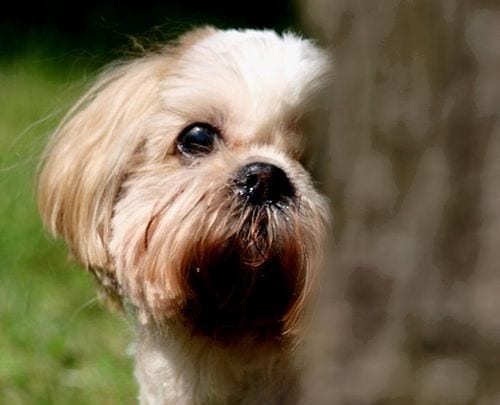 6 Tips To Choose A Perfect Name For Your Shih Tzu