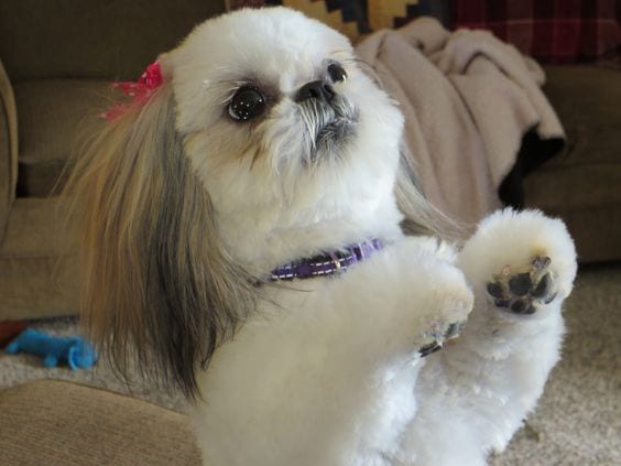 Tips To Choose A Perfect Name For Your Shih Tzu