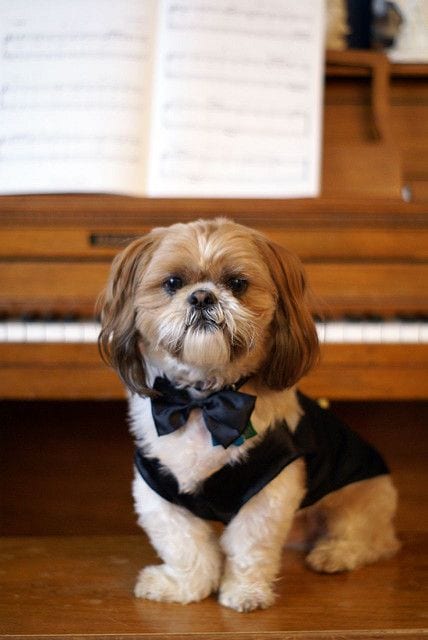 Classy shih tzu