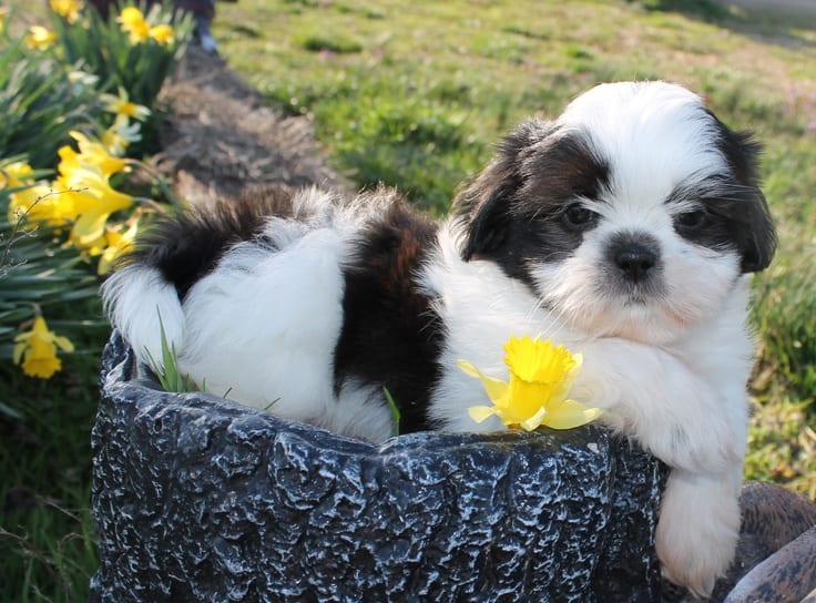 Shih Tzu Parent - responsibility