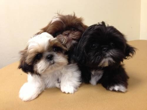 Shih tzu healthy lifestyle