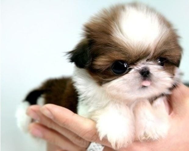 Shih Tzu Parent