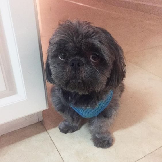 Black shih tzu having sad eyes