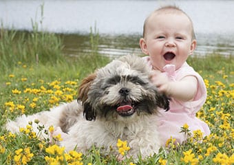 Why Shih Tzu Is A Must For Your Children