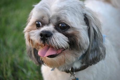 Barking when you are back home - Shih Tzu says I love you