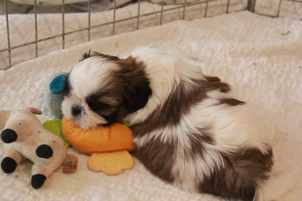 Taking Care Of Your Shih Tzu Puppy - prepare a bed