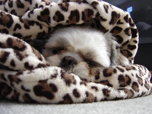 Warning Signs Your Shih Tzu Has a Heart Problem - fever