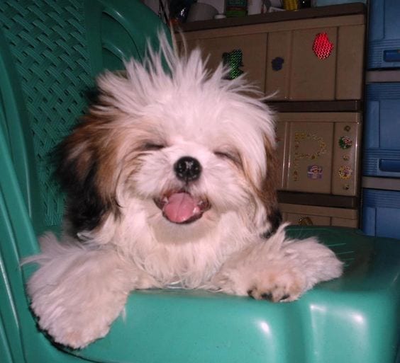 Medicated powder - Ways to keep fleas away from your Shih Tzu