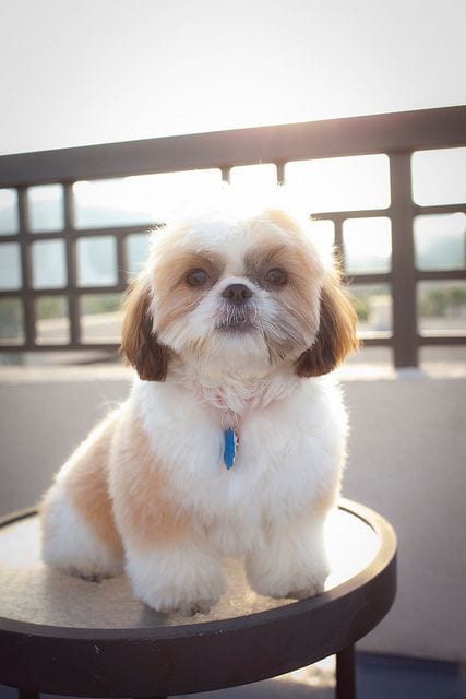 Shih Tzu adore the clean surroundings