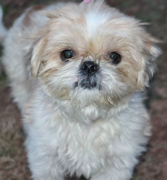 Clean bedding -Ways to keep fleas away from your Shih Tzu