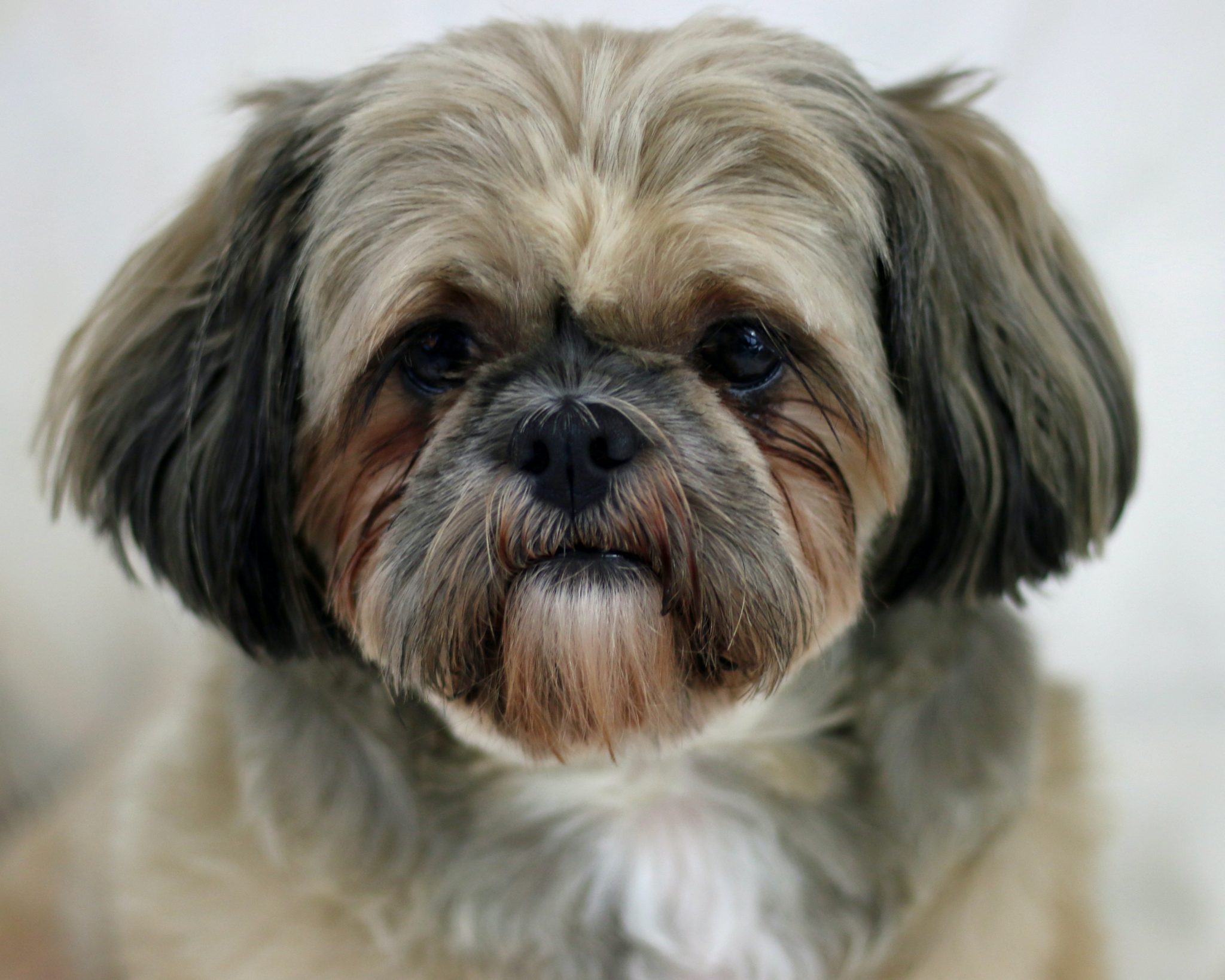 Dougie The Shih Tzu Loves Grooming! - Shih Tzu Buzz