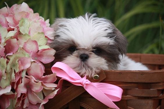  A Safe Shih Tzu Day Out? Remember These 12 Points