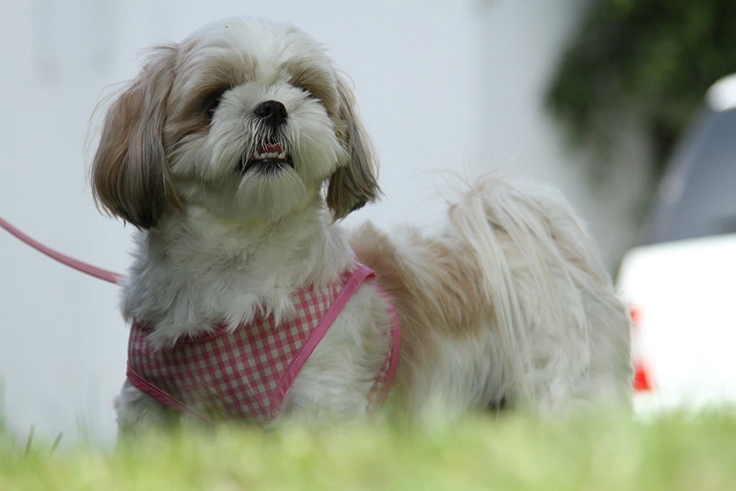 Want To Plan A Safe Shih Tzu Day Out