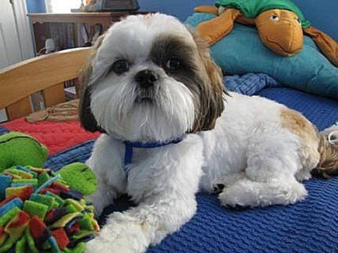 8 Ways To Be A Good Shih Tzu Parent - Don't leave them alone