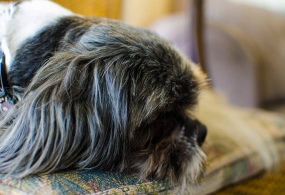 Warning Signs Your Shih Tzu Has a Heart Problem - fainting