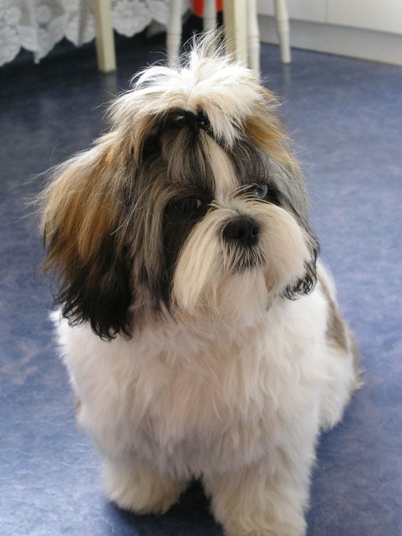 Floor cleaning - Ways to keep fleas away from your Shih Tzu