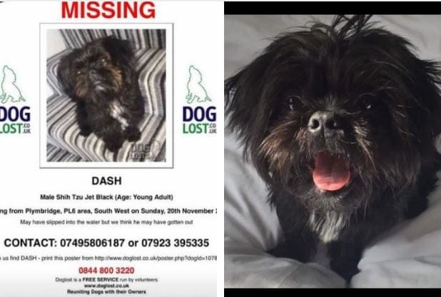 Black shih tzu missing poster