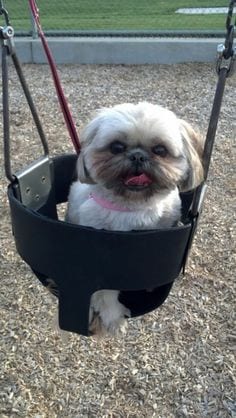 Human Behaviors That Annoy Shih Tzus - Training them forcibly