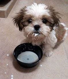 Some common health issues faced by Shih Tzu