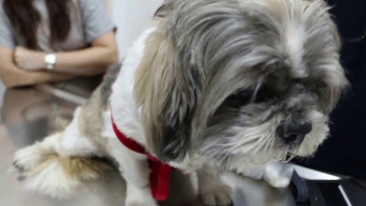 Warning Signs Your Shih Tzu Has a Heart Problem