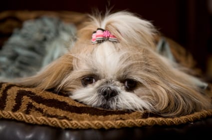 8 Reasons Why Shih Tzus Are The Best