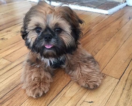 5 Important Tips For Taking Care Of Your Shih Tzu Puppy