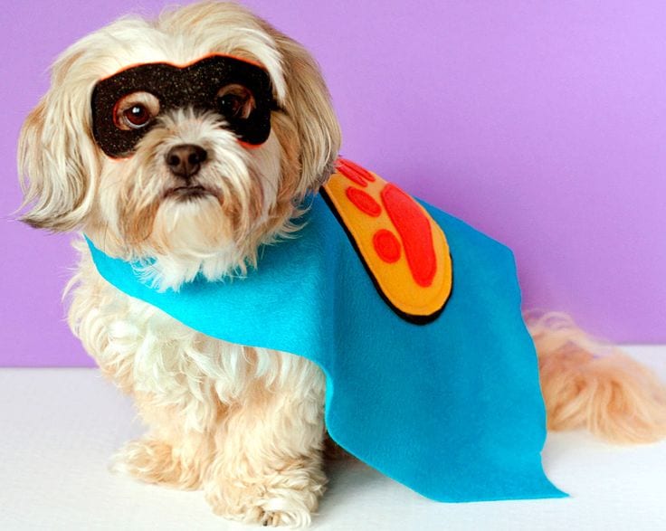 Movie Inspired Shih Tzu costumes - The Incredibles