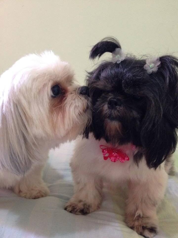 Fun Tricks To Teach Your Shih Tzu! - Kiss of love