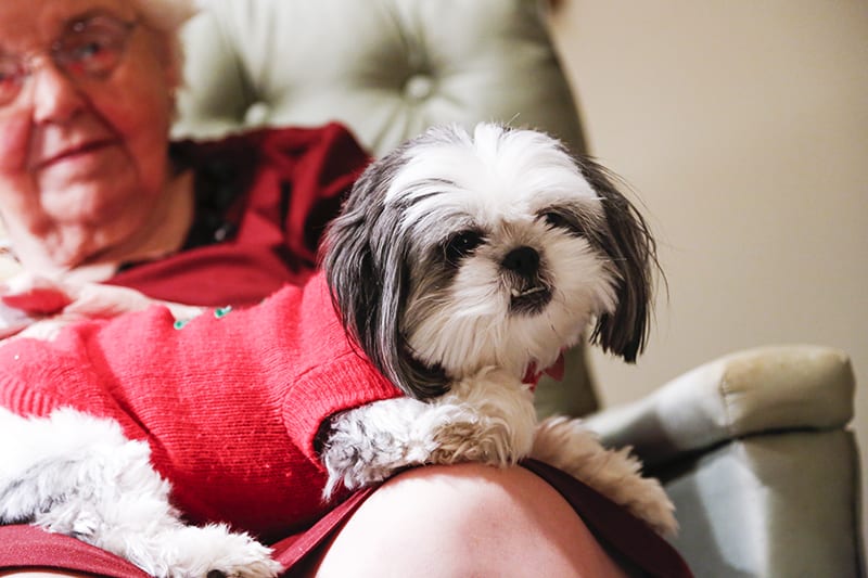 Getting up on your lap -    shih tzus shows they love you