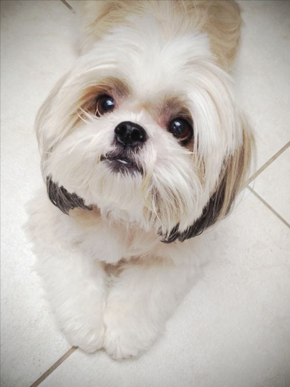 Shih tzu with begging eyes