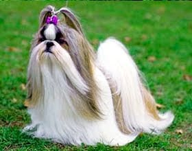 SHIH TZU - Traits and History!