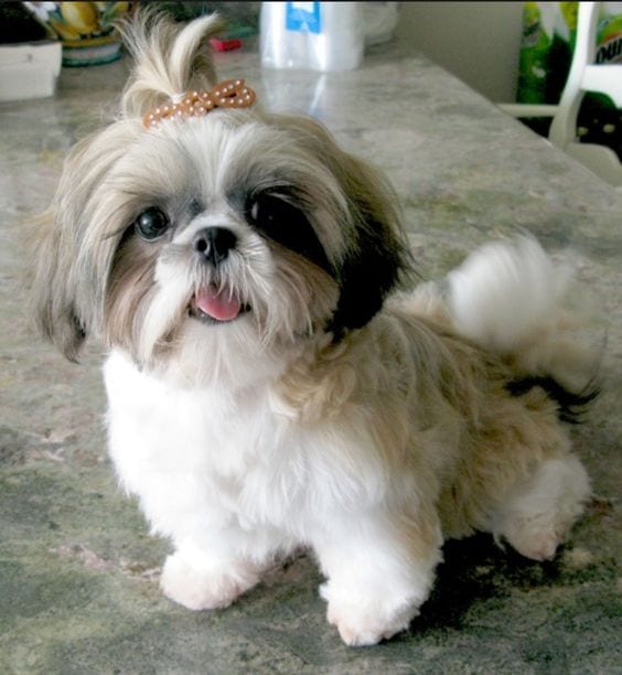 Shih tzu behavior