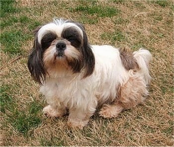 Warning Signs Your Shih Tzu Has a Heart Problem - infections