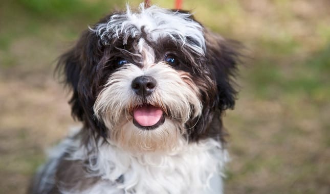 Warning Signs Your Shih Tzu Has a Heart Problem -  messy hair