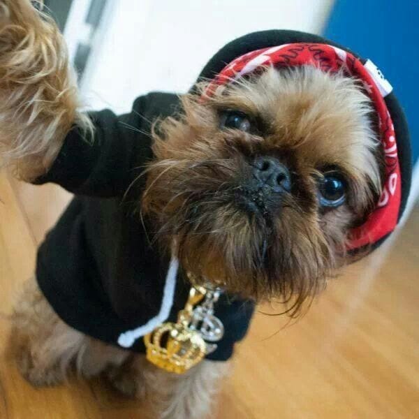 Movie Inspired Shih Tzu costumes -Hustle and flow (rapper)